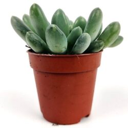 pachyphytum oviferum