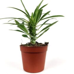 palma del madagascar pachypodium lamerei