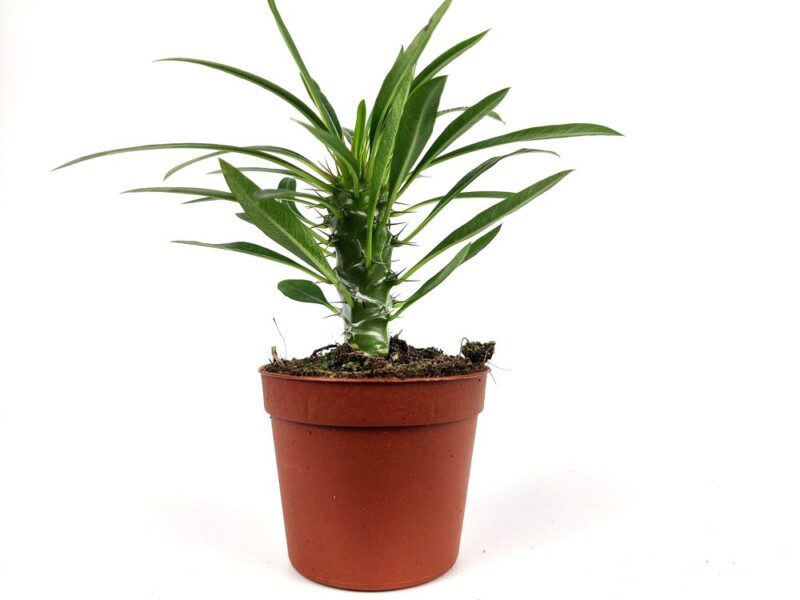 palma del madagascar pachypodium lamerei