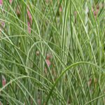 panicum virgatum 1