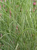 panicum virgatum 1