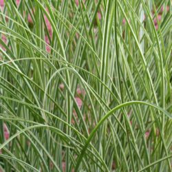 panicum virgatum 1