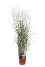 panicum virgatum 2 1