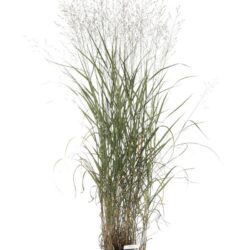 panicum virgatum 2 1