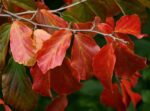 parrotia persica albero pagoda 1