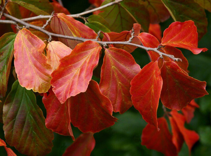 parrotia persica albero pagoda 1 parrotia persica albero pagoda 1