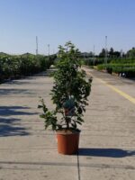 parrotia persica albero pagoda 2 1