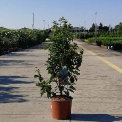 parrotia persica albero pagoda 2 1