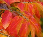 parrotia persica bella albero pagoda 1