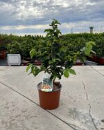 parrotia persica bella albero pagoda 2 1