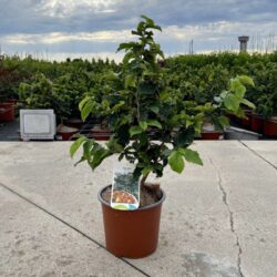 parrotia persica bella albero pagoda 2 1