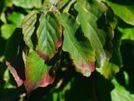 parrotia persica vanessa albero pagoda 1