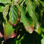 parrotia persica vanessa albero pagoda 1