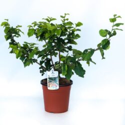 parrotia persica vanessa albero pagoda 2 1