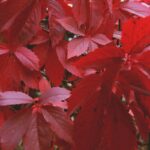 parthenocisus quinquefolia vite americana 1