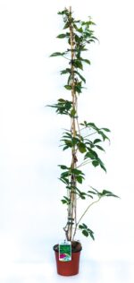 parthenocisus quinquefolia vite americana 2 1