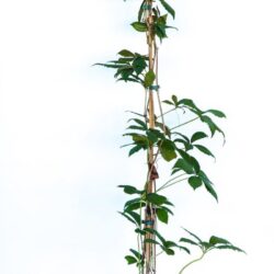 parthenocisus quinquefolia vite americana 2 1