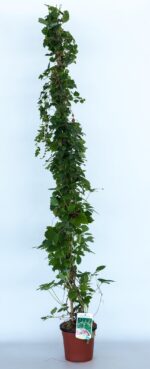 parthenocisus tricuspidata weitchii vite americana 2 1