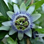 passiflora caerulea frutto della passione