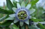 passiflora caerulea frutto della passione