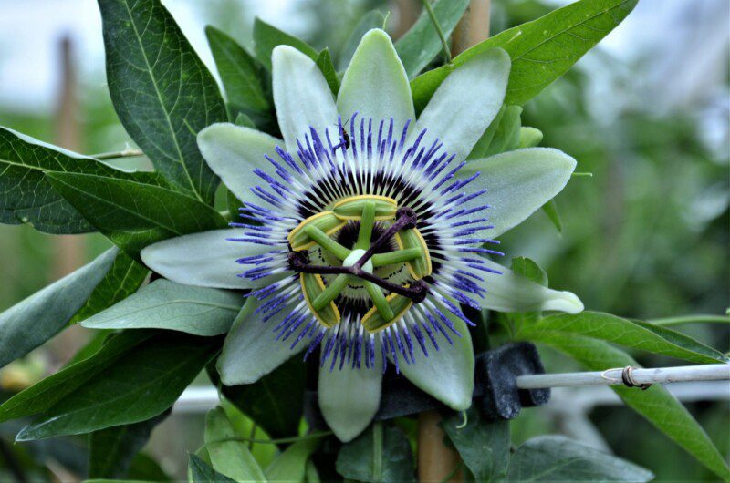 passiflora caerulea frutto della passione