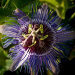 passiflora caerulea purple haze frutto della passione 1