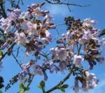 paulownia imperialis paulonia 1