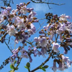 paulownia imperialis paulonia 1