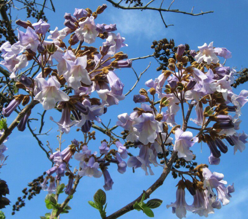 paulownia imperialis paulonia 1 paulownia imperialis paulonia 1