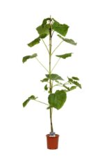 paulownia imperialis paulonia 2 1