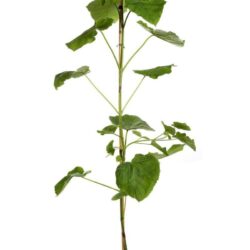 paulownia imperialis paulonia 2 1
