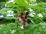 paulownia tomentosa paulonia 1 1