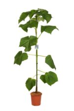 paulownia tomentosa paulonia 3 1