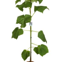 paulownia tomentosa paulonia 3 1
