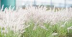 pennisetum alopecuroides halmen penniseto 1