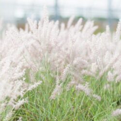 pennisetum alopecuroides halmen penniseto 1