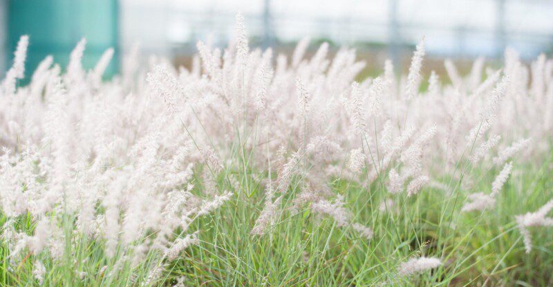 pennisetum alopecuroides halmen penniseto 1 pennisetum alopecuroides halmen penniseto 1