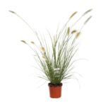 pennisetum alopecuroides halmen penniseto 2 1