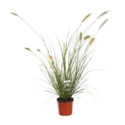 pennisetum alopecuroides halmen penniseto 2 1