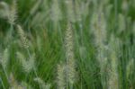 pennisetum alopecuroides little bunny penniseto 1