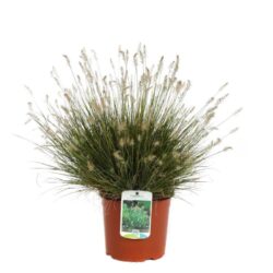 pennisetum alopecuroides little bunny penniseto 2 1