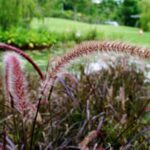 pennisetum alopecuroides moudry penniseto 1