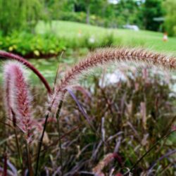 pennisetum alopecuroides moudry penniseto 1