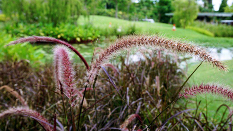 pennisetum alopecuroides moudry penniseto 1 pennisetum alopecuroides moudry penniseto 1
