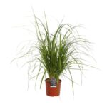 pennisetum alopecuroides moudry penniseto 2 1