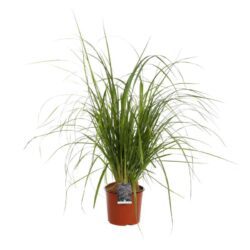 pennisetum alopecuroides moudry penniseto 2 1