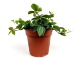 peperomia angulata 1