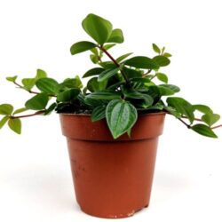 peperomia angulata 1