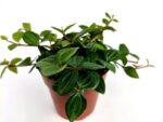 peperomia angulata