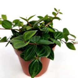 peperomia angulata